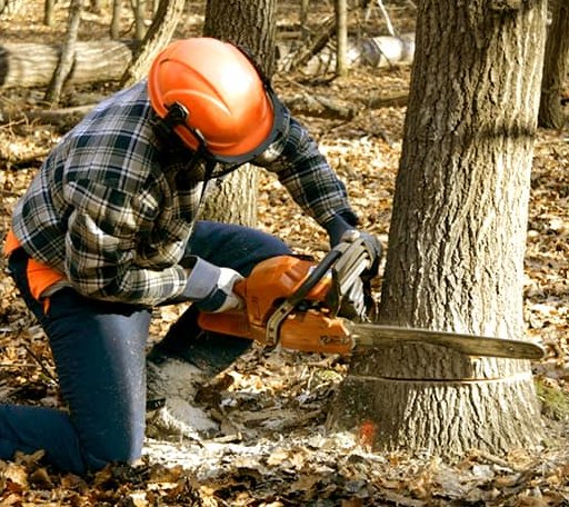 Tree Removal in Hesston, KS
